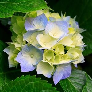 Meet your Posher, Lizbeth